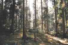 Saint Alyre d'Arlanc 3