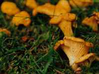 Girolles